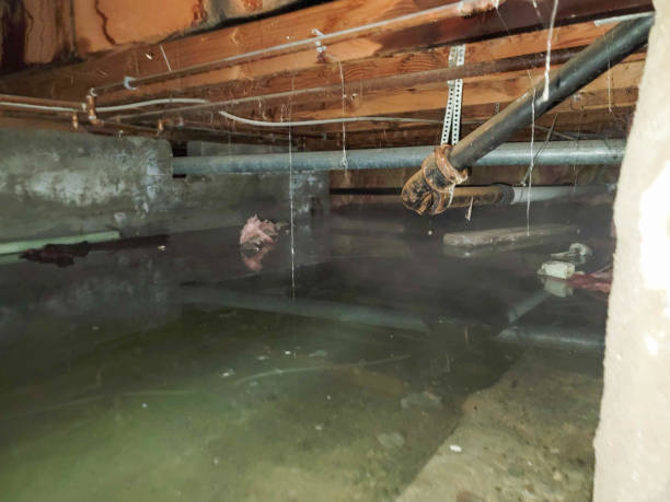 Best Mold removal after water damage  in Dodson Branch, TN