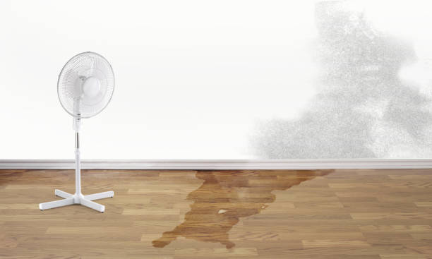 Best Ceiling water damage repair  in Dodson Branch, TN